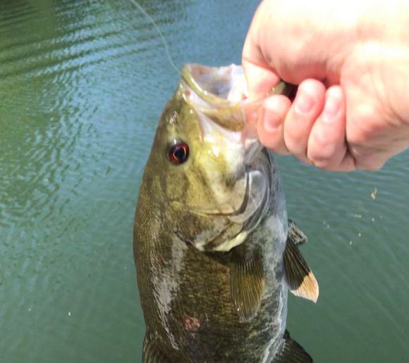 Fishing reports, best baits and forecast for fishing in Lake Merwin