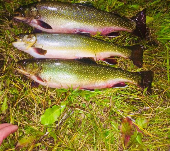 Trout bench