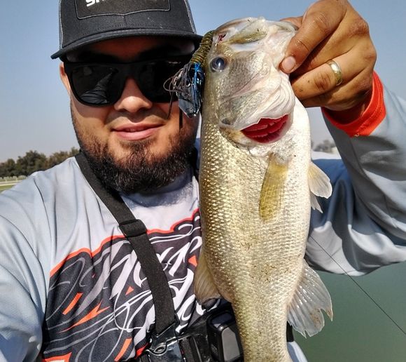 Fishing reports, best baits and forecast for fishing in Tulare Lake