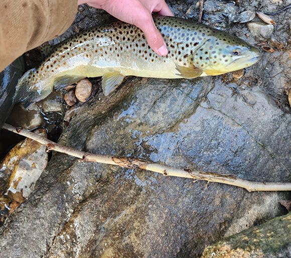 Fishing Reports, Best Baits And Forecast For Fishing In Patapsco River