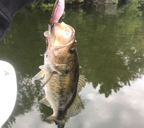 Fishing reports, best baits and forecast for fishing in Dismal Swamp Canal