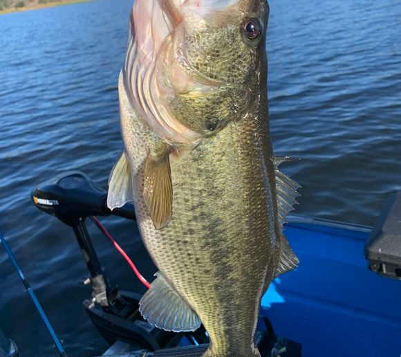 Fishing reports, best baits and forecast for fishing in Lake Hennessey