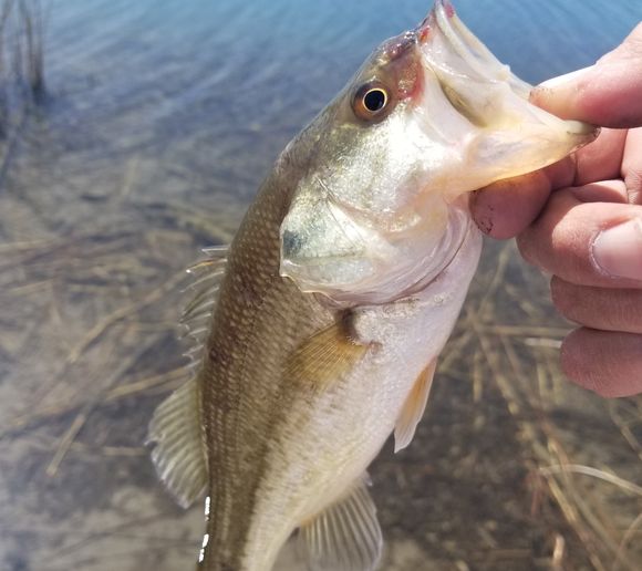 Fishing reports, best baits and forecast for fishing in Pueblo Reservoir