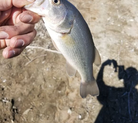 Fishing reports, best baits and forecast for fishing in Pueblo Reservoir