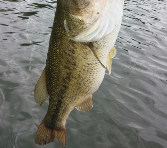 Fishing reports, best baits and forecast for fishing in Lobdell Lake