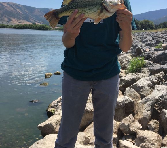 are dogs allowed at mantua reservoir