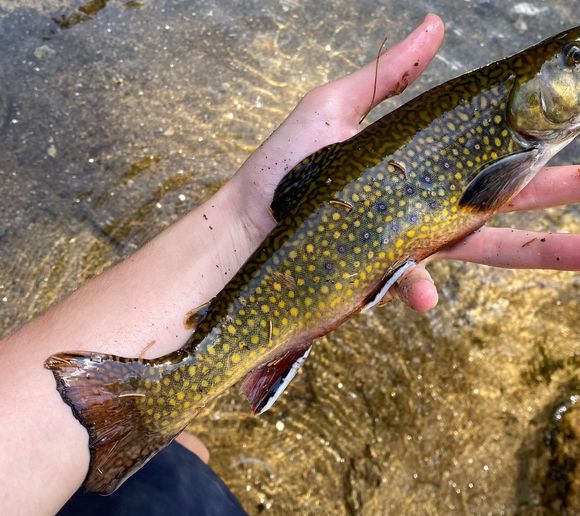 Fishing reports, best baits and forecast for fishing in Ammonoosuc River