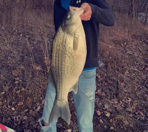 Fishing reports, best baits and forecast for fishing in Barren River Lake