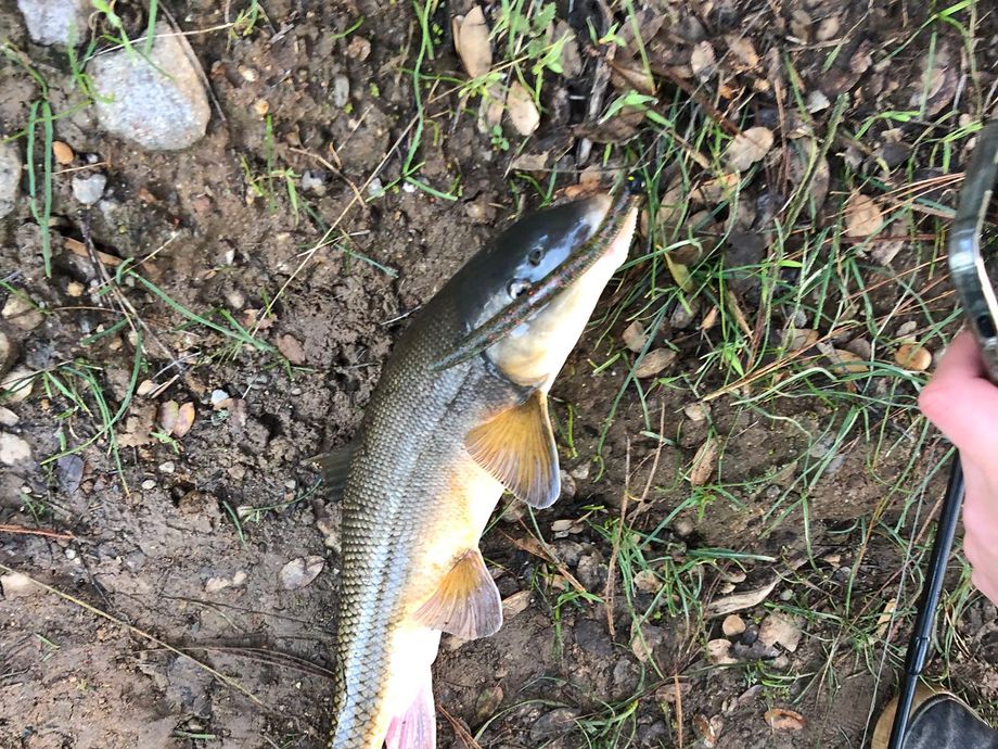 The most popular recent Sacramento Sucker catch on Fishbrain