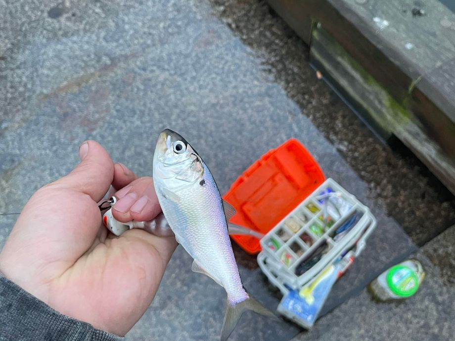 The most popular recent Gulf menhaden catch on Fishbrain