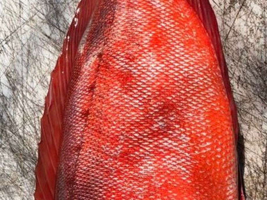 The most popular recent Atlantic bigeye catch on Fishbrain