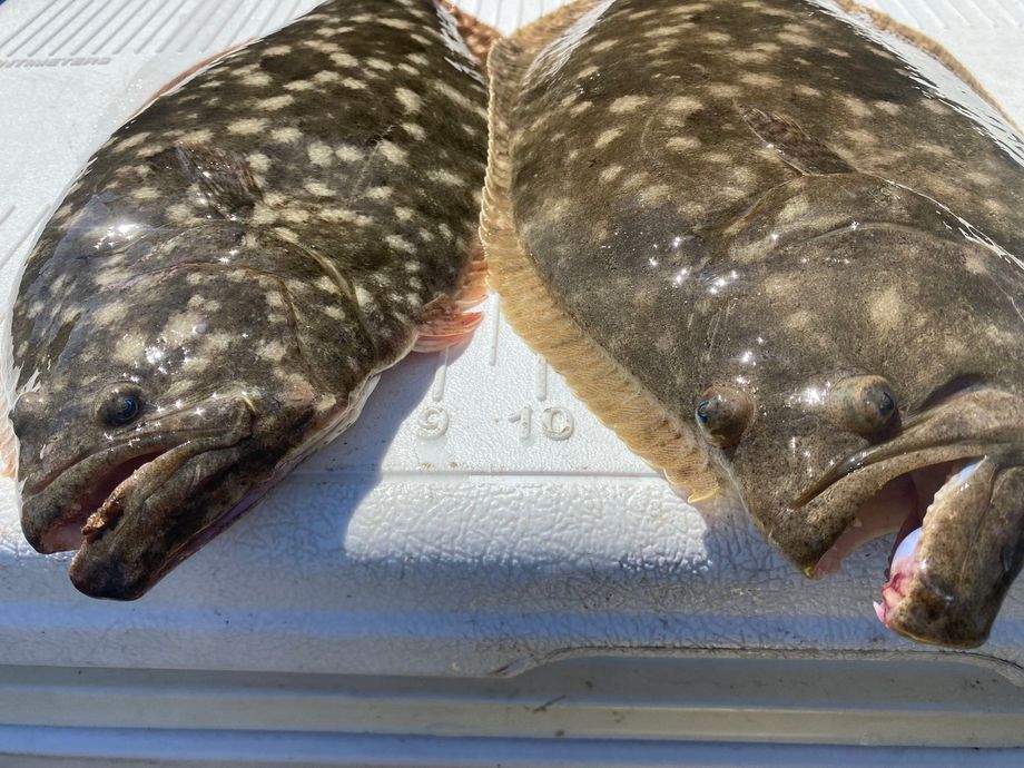 The most popular recent Southern flounder catch on Fishbrain