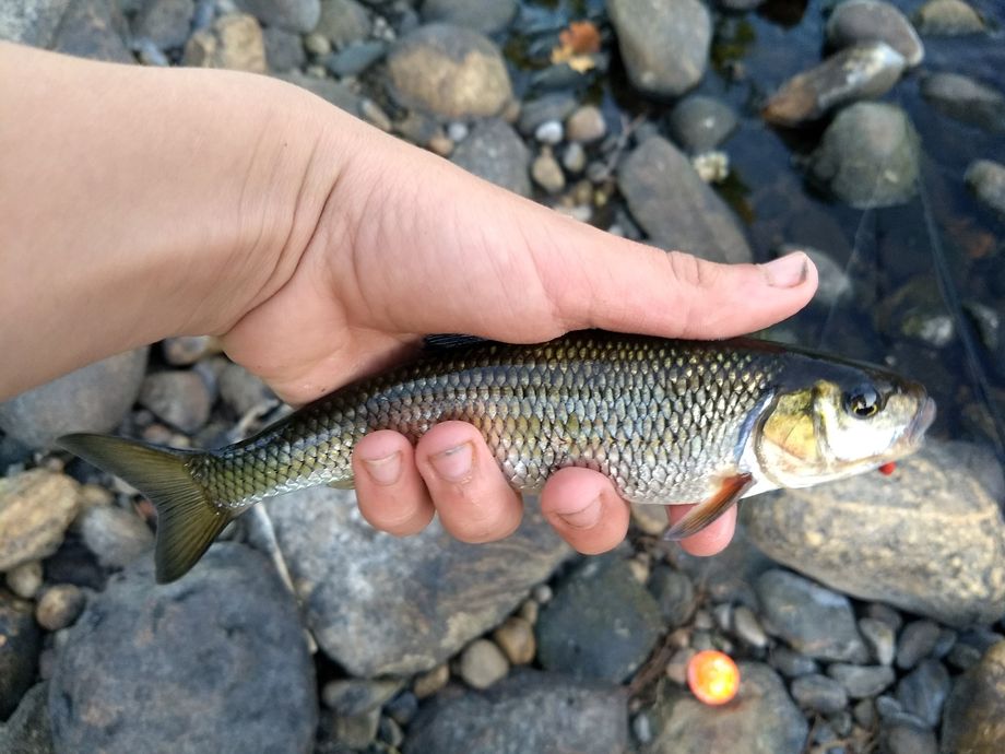 The most popular recent Fallfish catch on Fishbrain