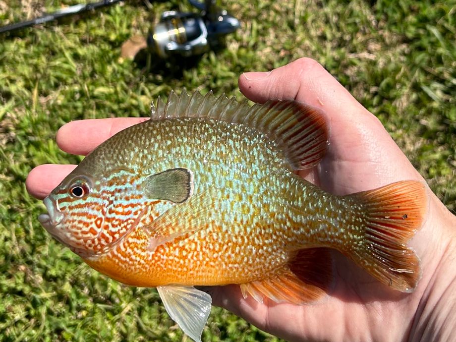 The most popular recent Longear sunfish catch on Fishbrain
