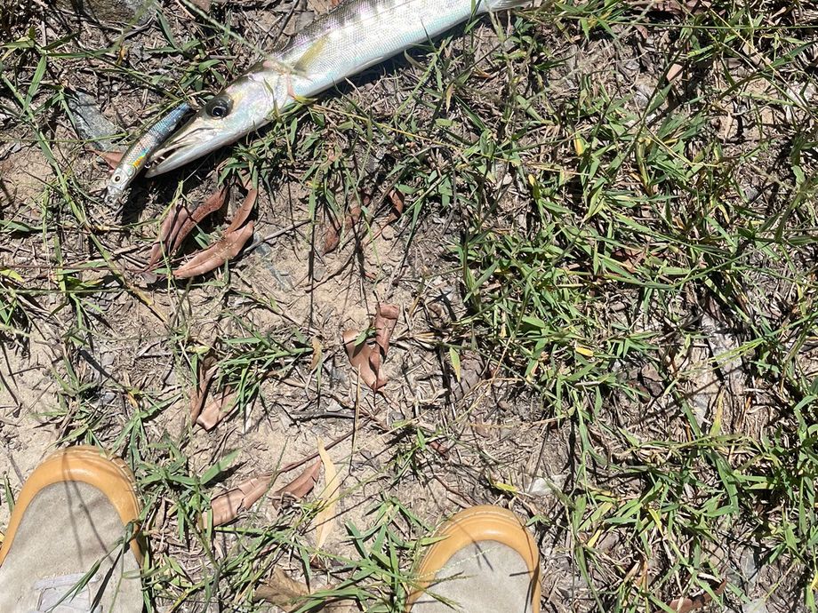 The most popular recent Obtuse barracuda catch on Fishbrain