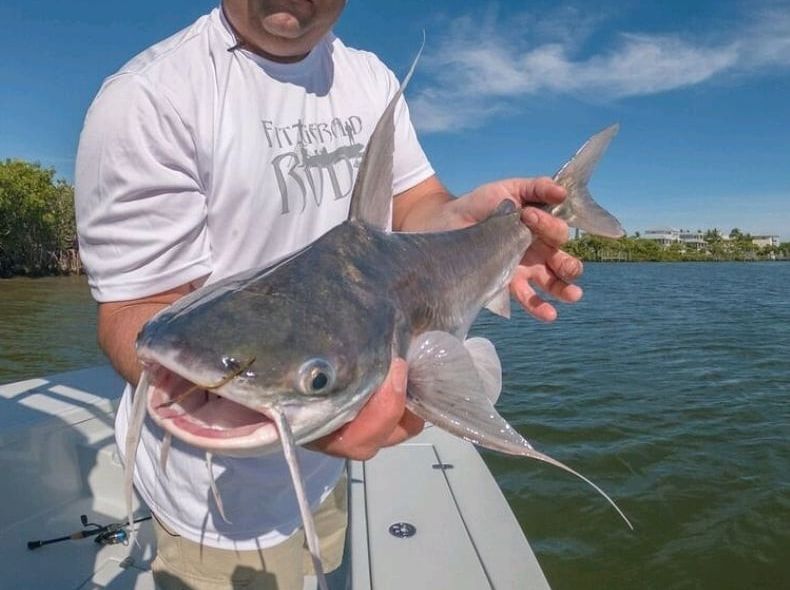 The most popular recent Gafftopsail sea catfish catch on Fishbrain