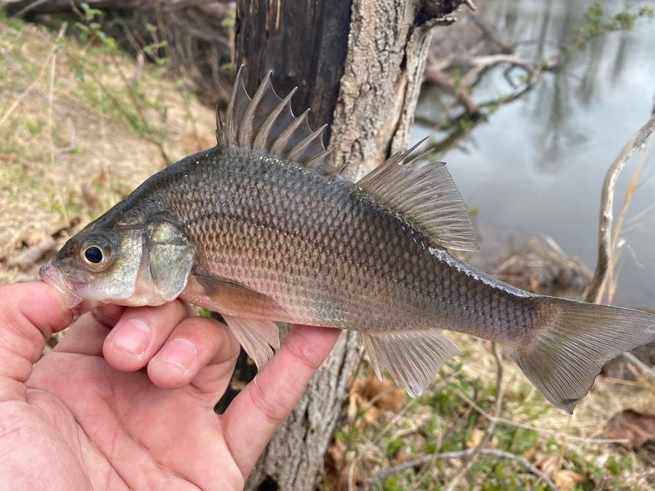 The most popular recent White perch catch on Fishbrain