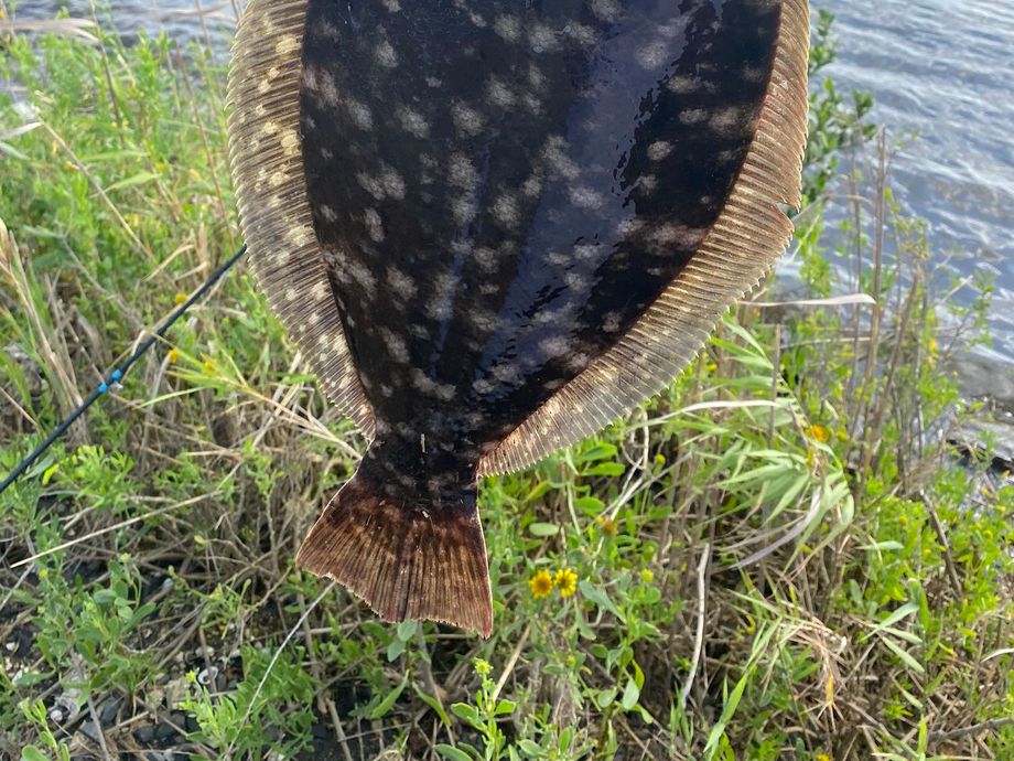 The most popular recent Southern flounder catch on Fishbrain