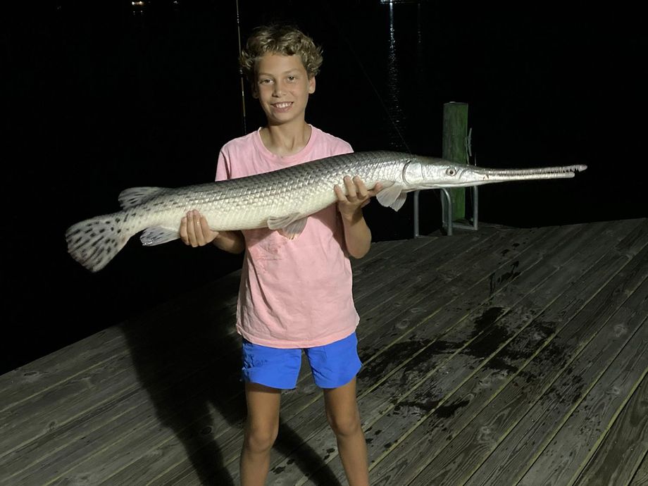 The most popular recent Spotted gar catch on Fishbrain