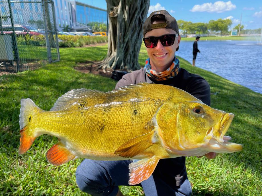 The most popular recent Butterfly peacock bass catch on Fishbrain