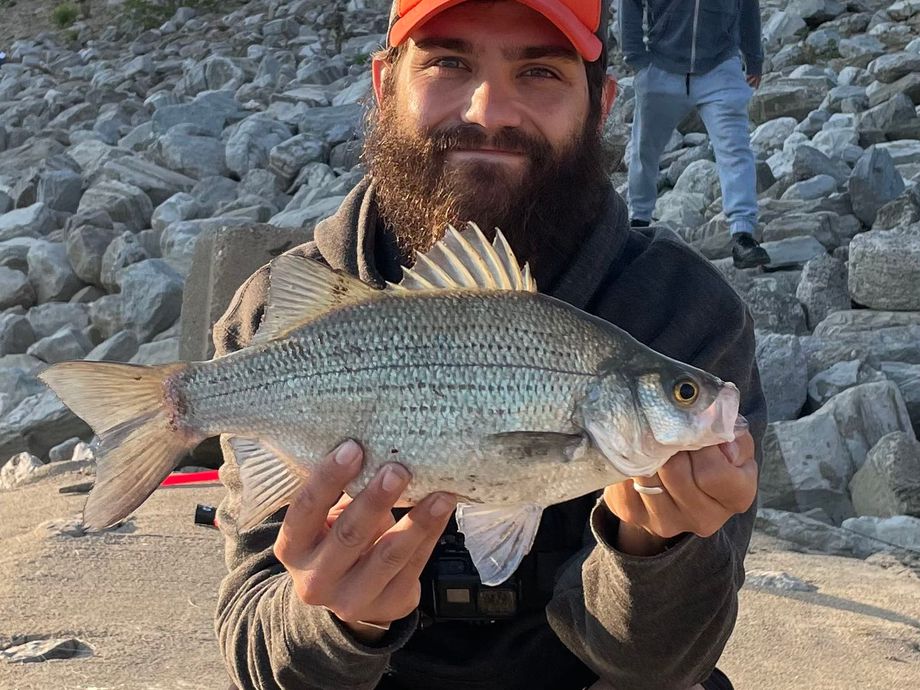 The most popular recent White bass catch on Fishbrain