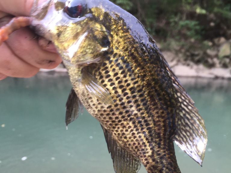 The most popular recent Ozark Bass catch on Fishbrain