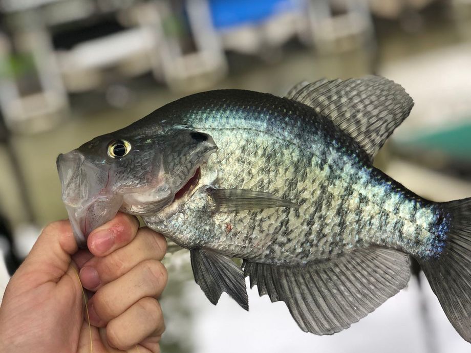 The most popular recent White crappie catch on Fishbrain