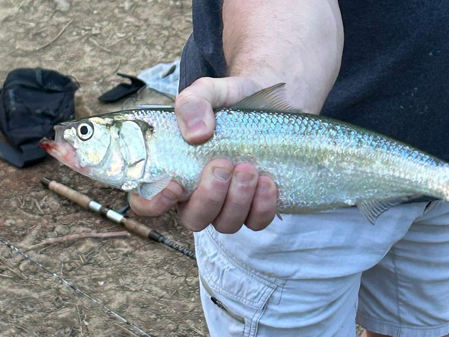 The most popular recent Skipjack shad catch on Fishbrain