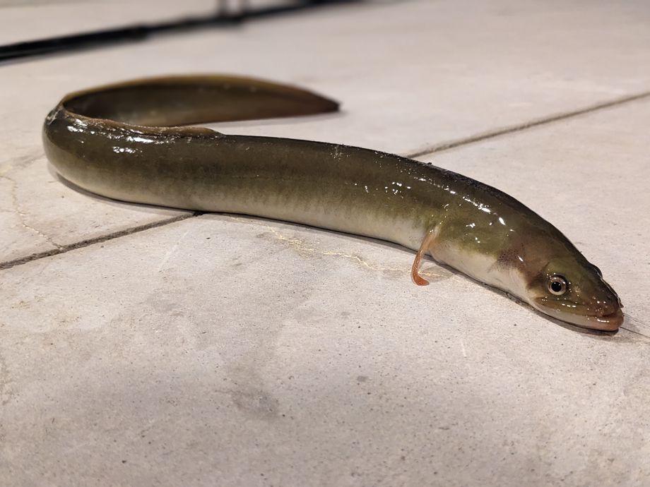 The most popular recent American eel catch on Fishbrain