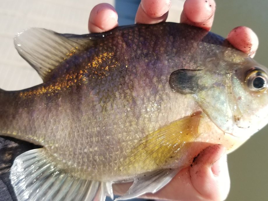The most popular recent Longear sunfish catch on Fishbrain