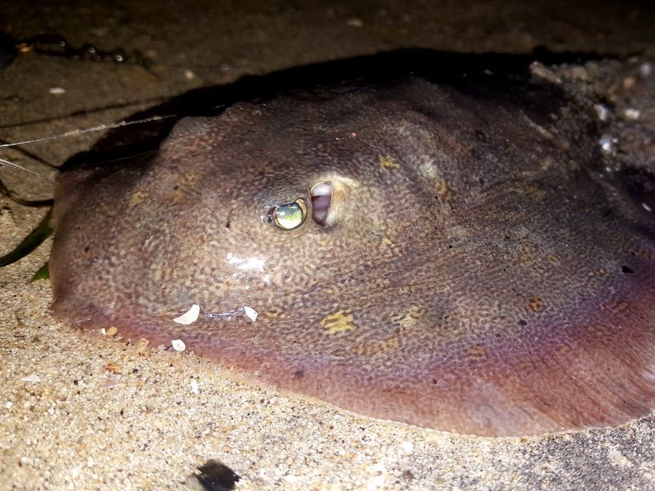 The most popular recent Common stingray catch on Fishbrain