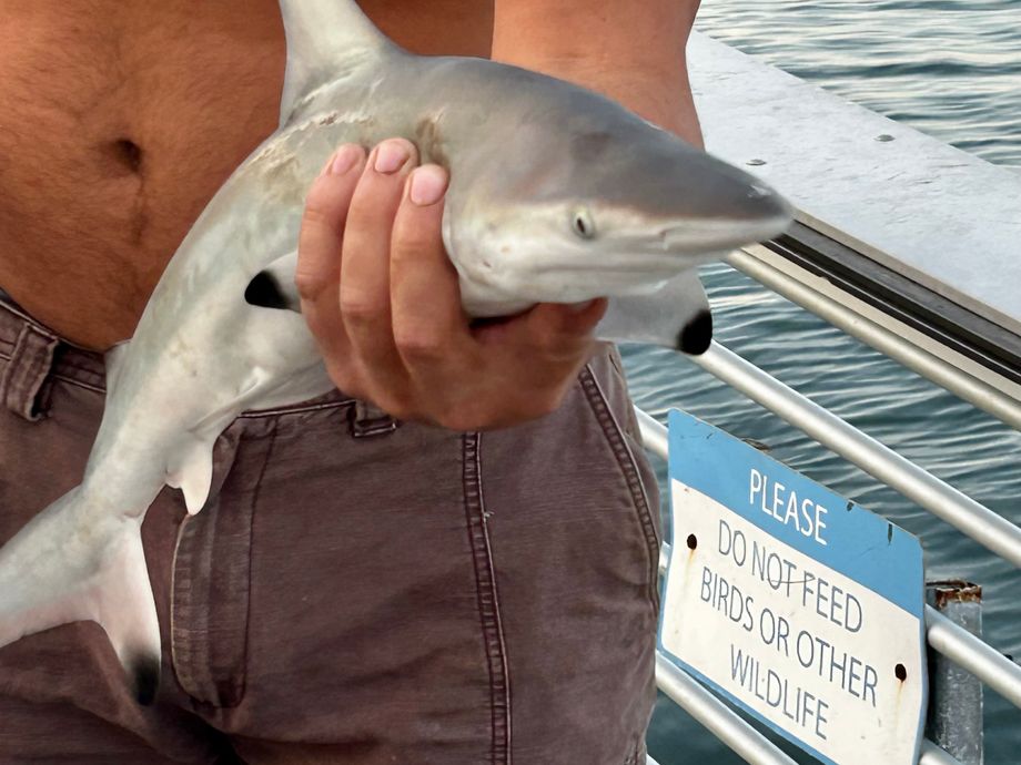 The most popular recent Blacktip reef shark catch on Fishbrain