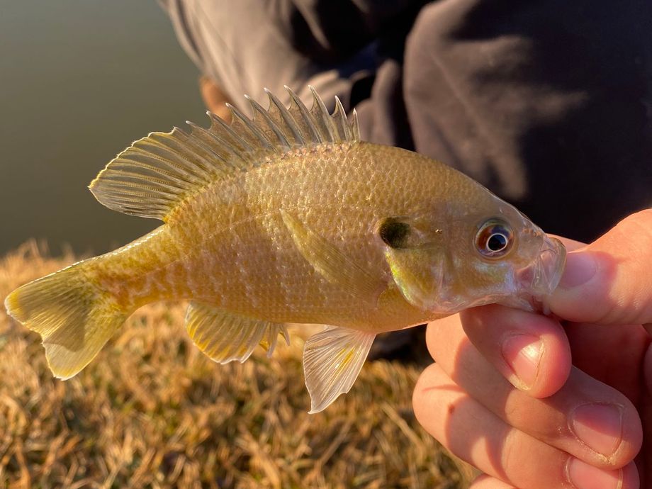 The most popular recent Greengill hybrid catch on Fishbrain