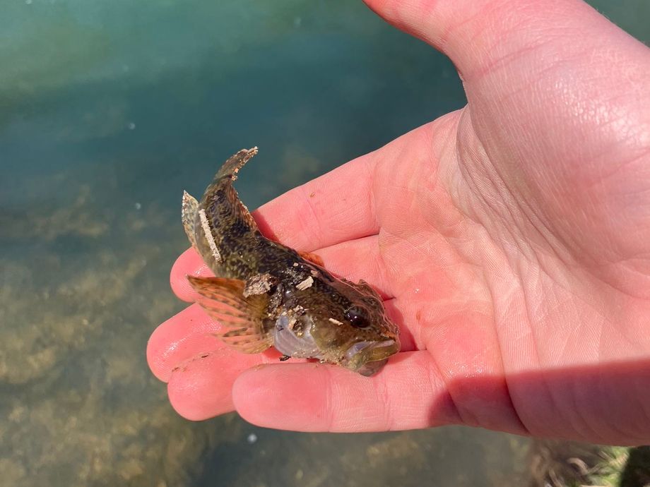 The most popular recent Mottled sculpin catch on Fishbrain